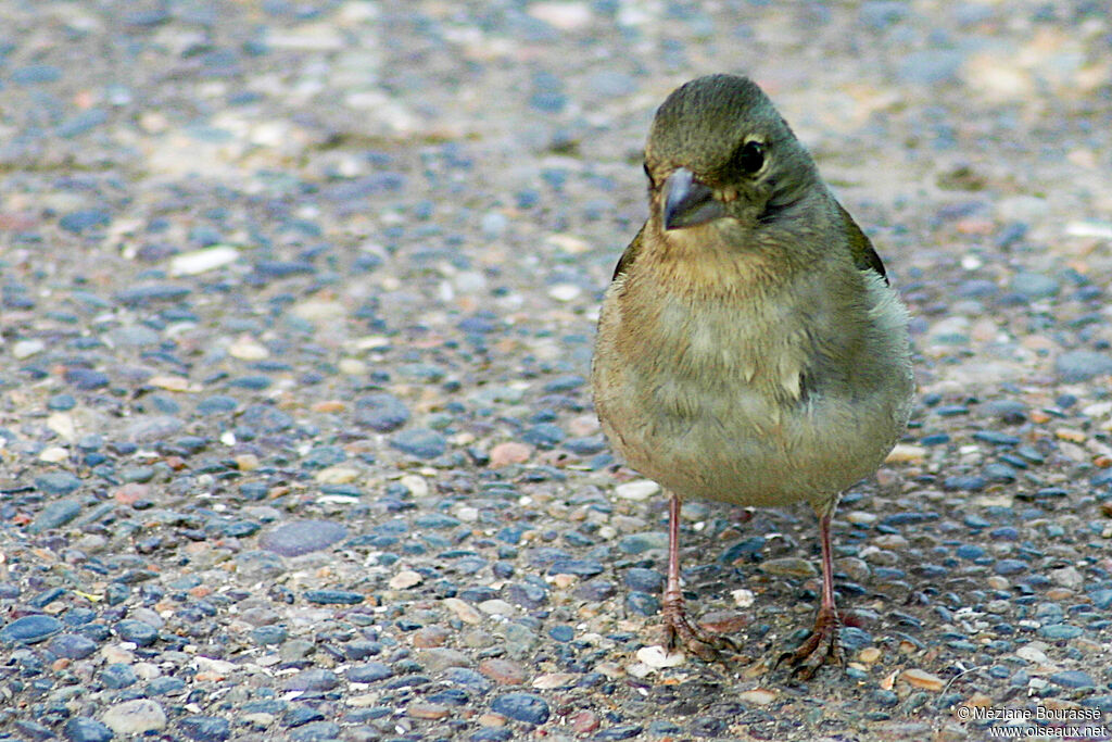 African Chaffinch female adult, identification, aspect, pigmentation