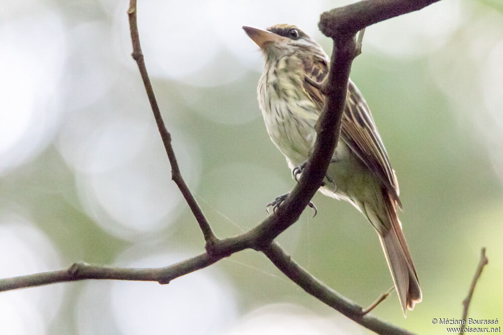 Sulphur-bellied Flycatcheradult, identification, aspect, pigmentation