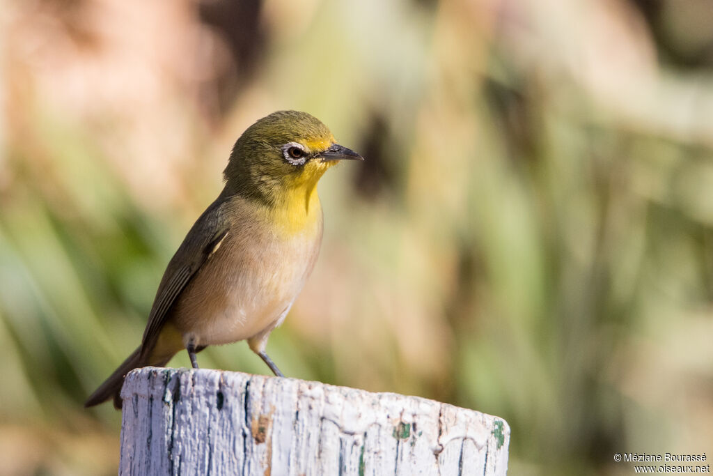 Orange River White-eyeadult, identification, aspect, pigmentation
