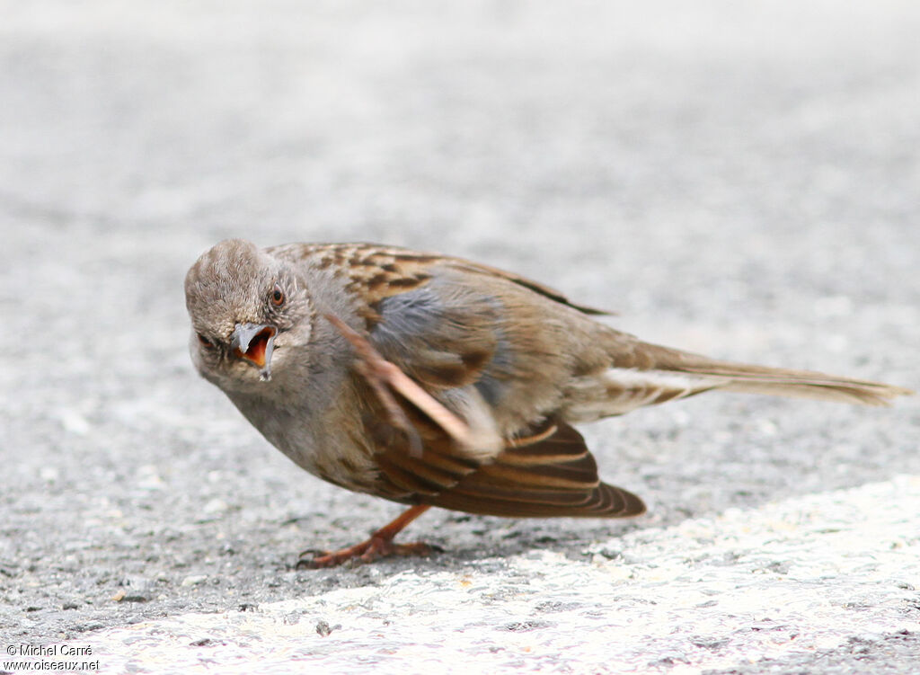 Dunnock, identification, close-up portrait