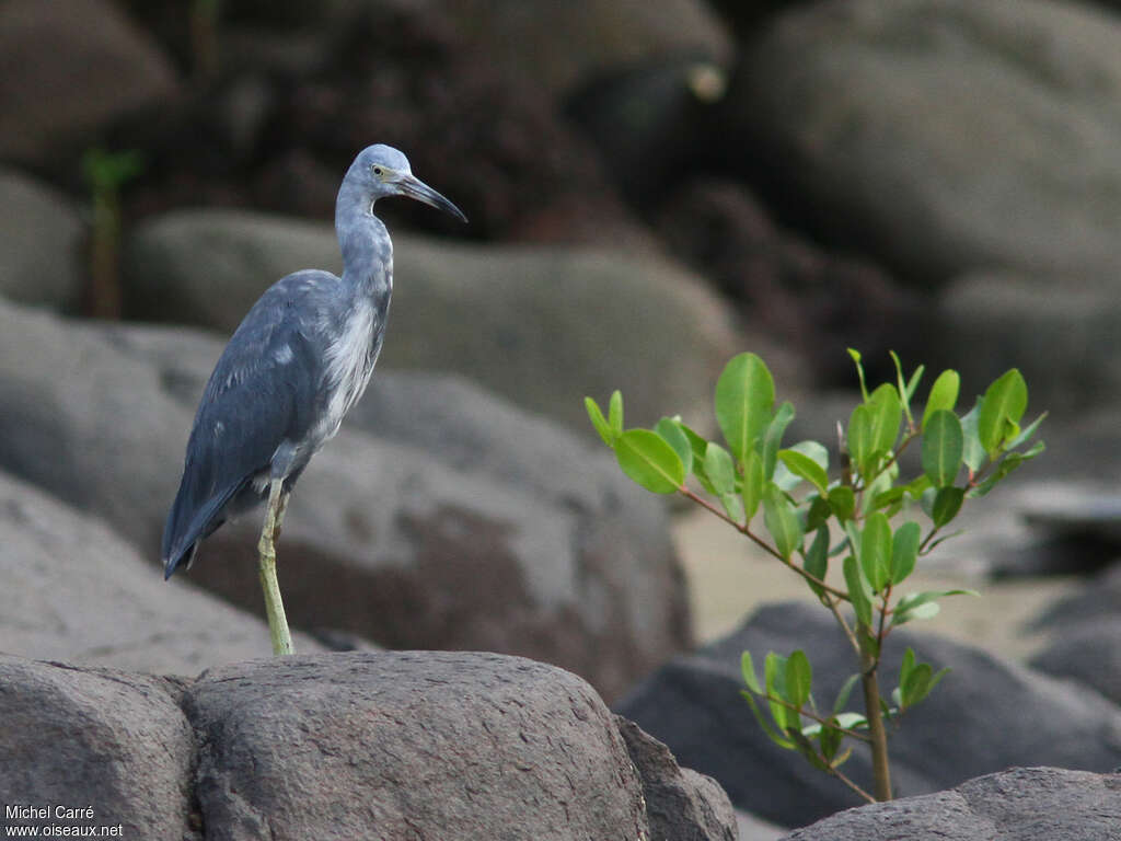 Aigrette bleue2ème année, habitat