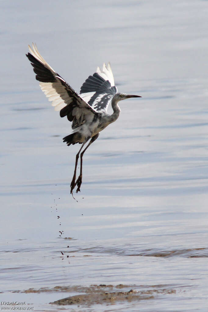 Aigrette bleue2ème année, Vol