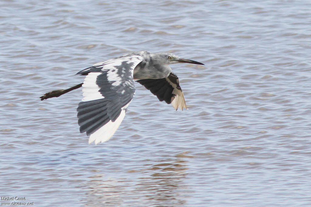 Aigrette bleue2ème année, pigmentation, Vol