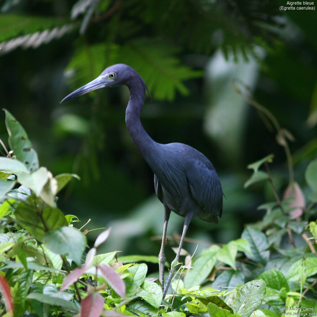 Little Blue Heronadult