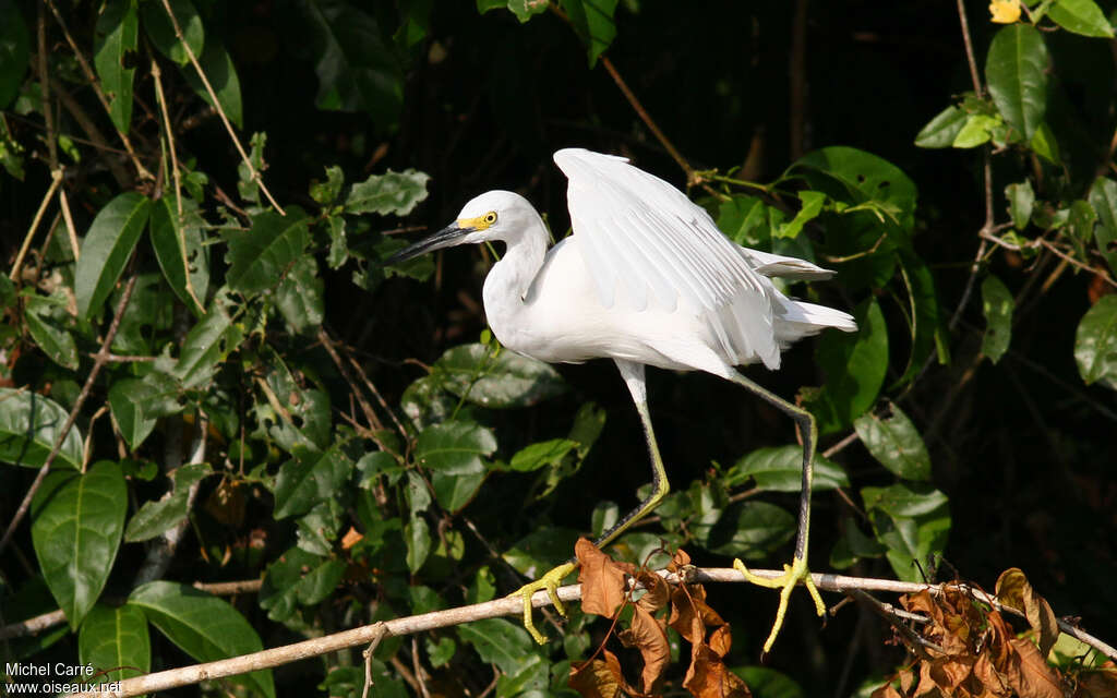 Aigrette neigeuseadulte, habitat, marche