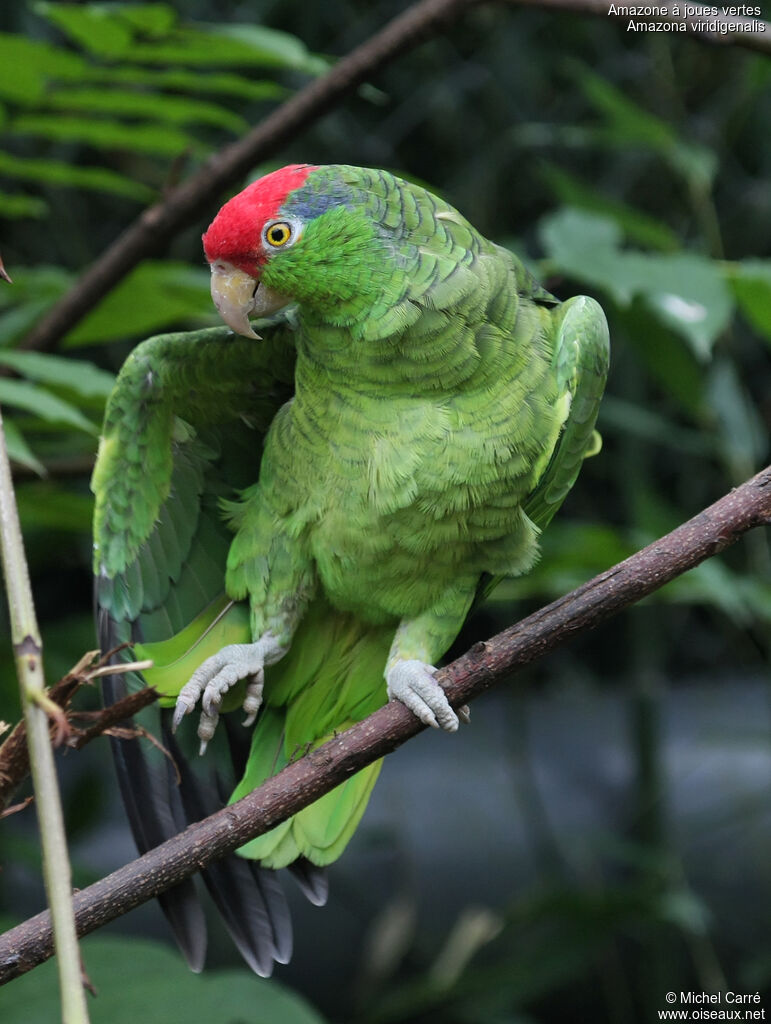 Amazone à joues vertesadulte, identification