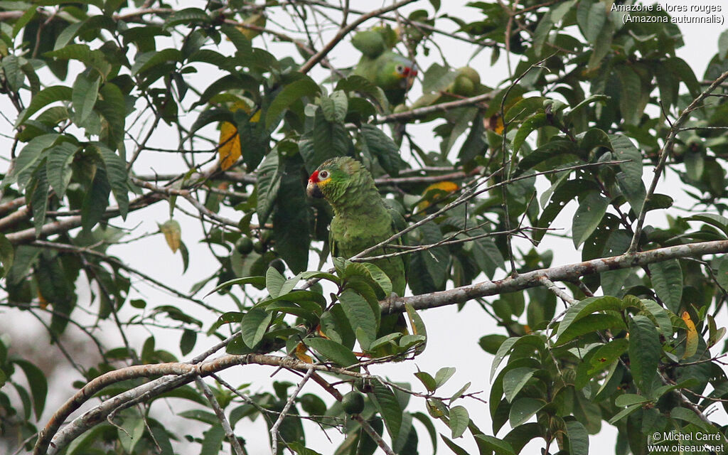 Red-lored Amazon
