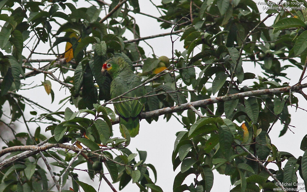 Red-lored Amazon