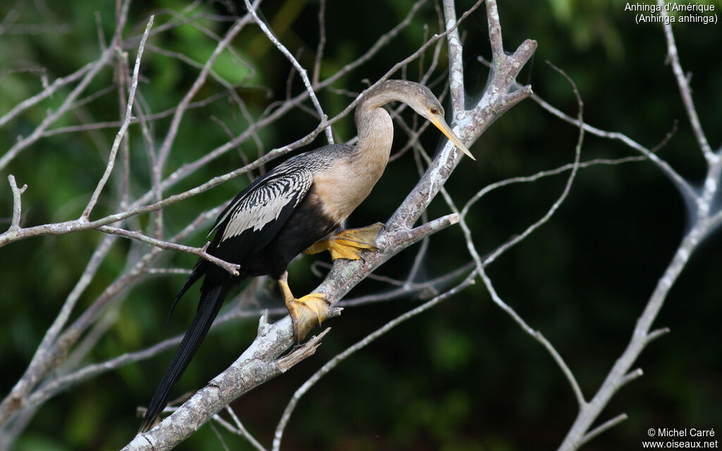 Anhinga d'Amérique femelle adulte