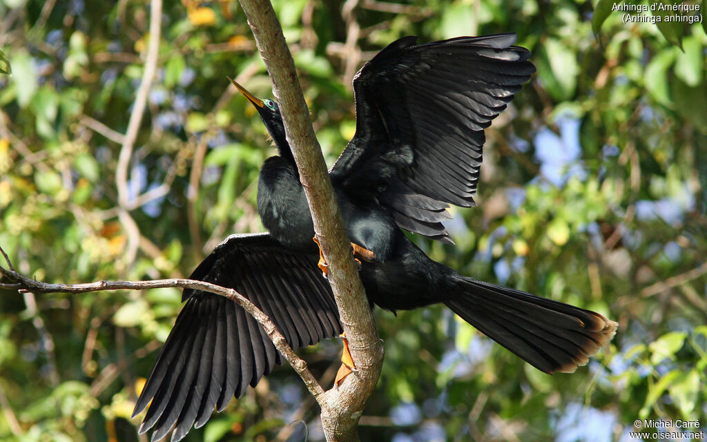 Anhinga d'Amérique mâle adulte
