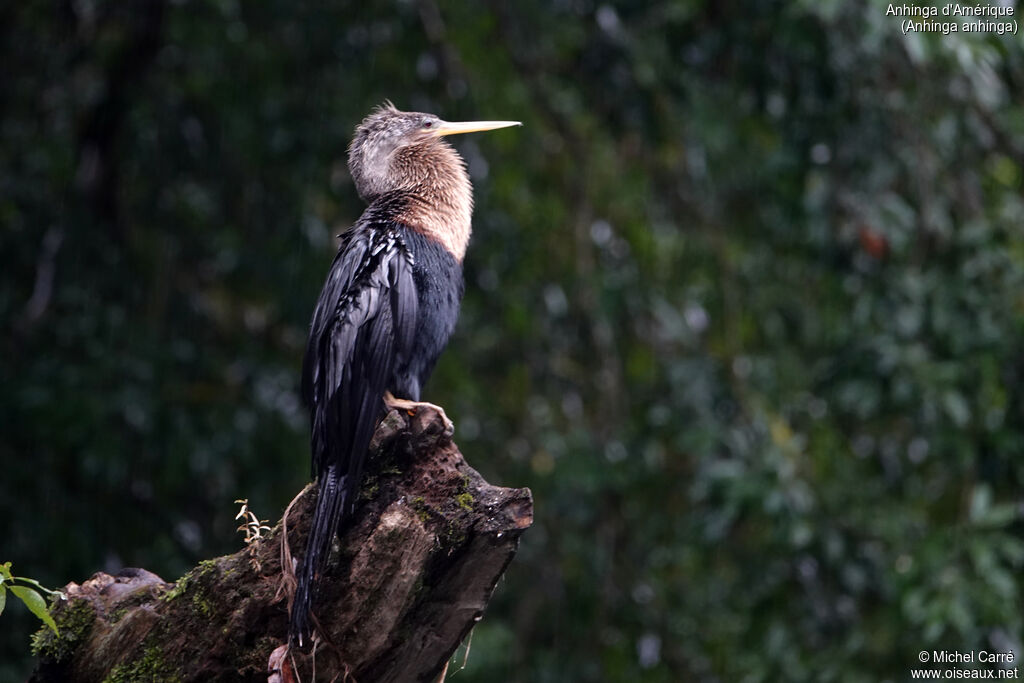 Anhinga female adult