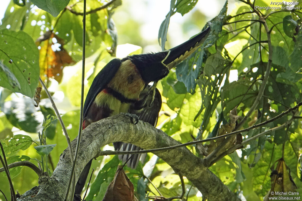 Collared Aracari