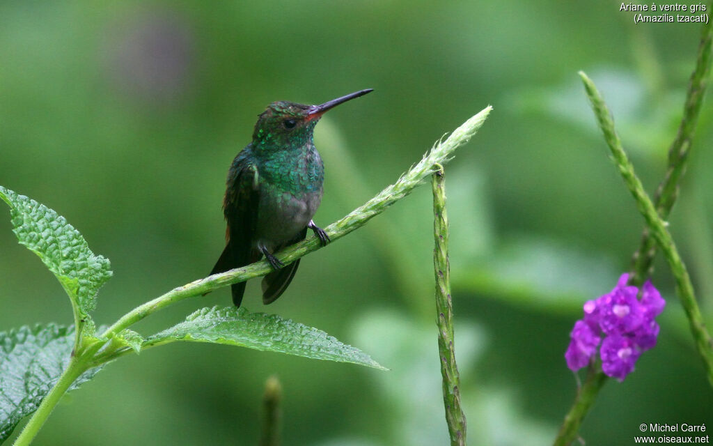 Rufous-tailed Hummingbird