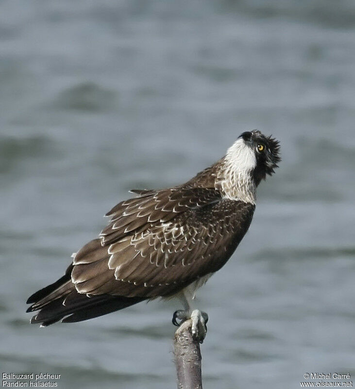 Balbuzard pêcheur