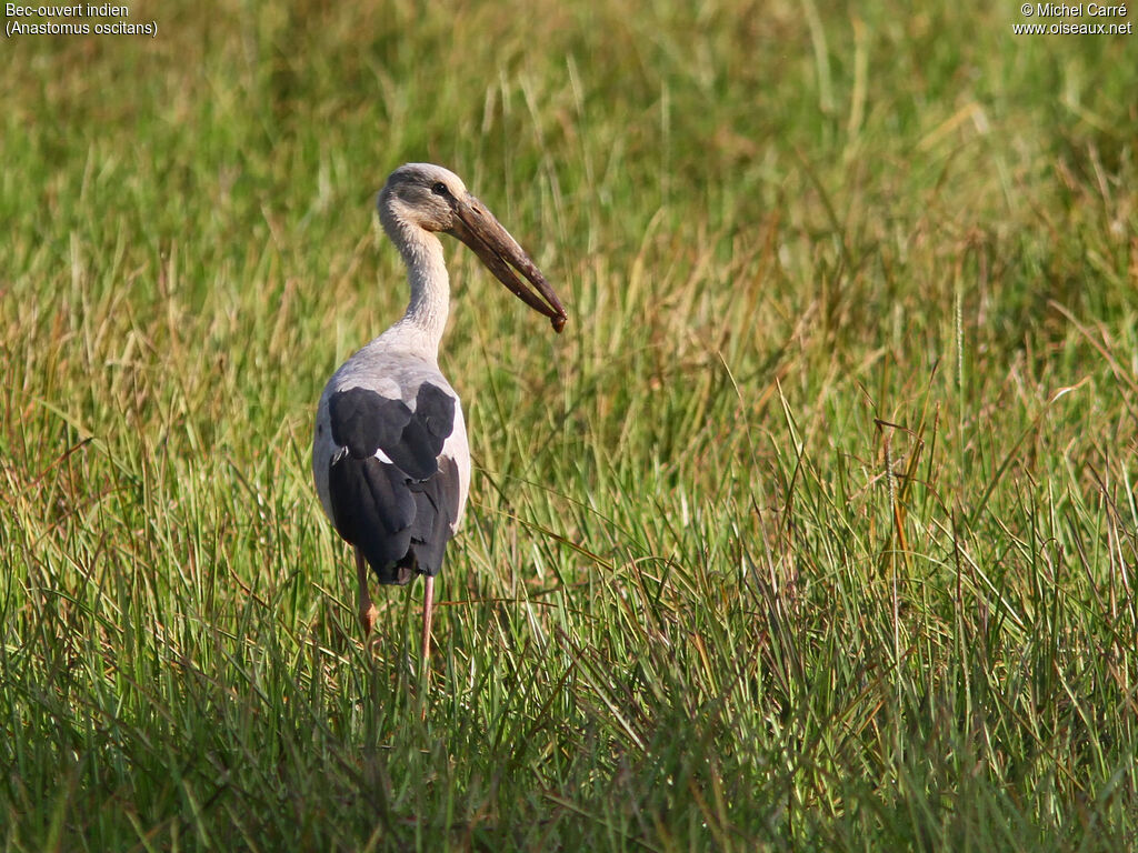 Asian Openbill
