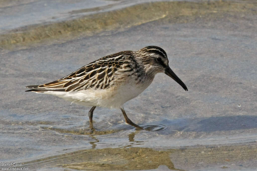 Broad-billed Sandpiperjuvenile, identification