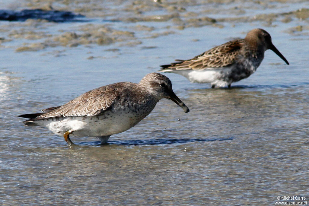Red Knot