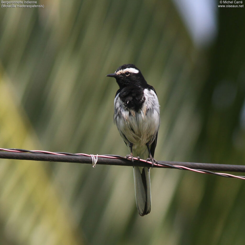 White-browed Wagtailadult