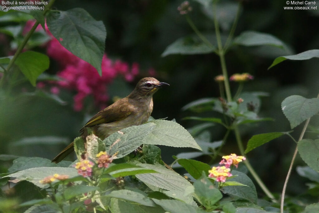 White-browed Bulbul