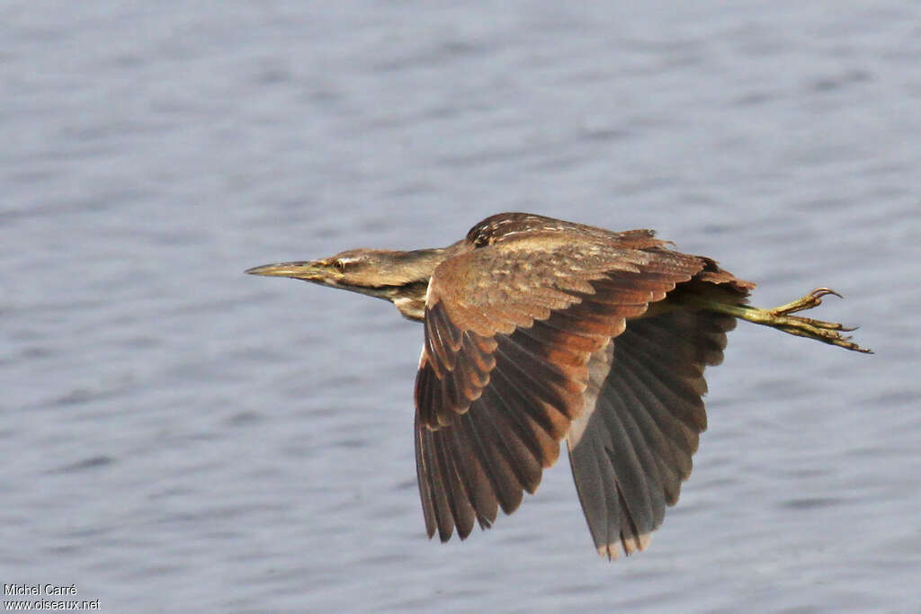 American Bitternadult, Flight