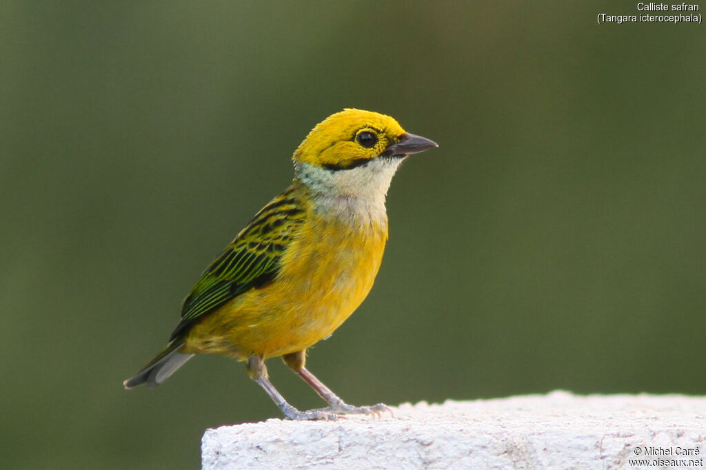 Silver-throated Tanager