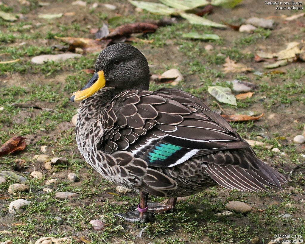 Yellow-billed Duckadult
