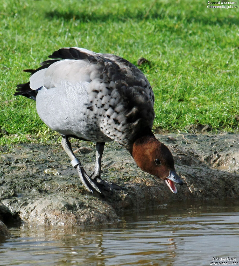 Maned Duck male adult