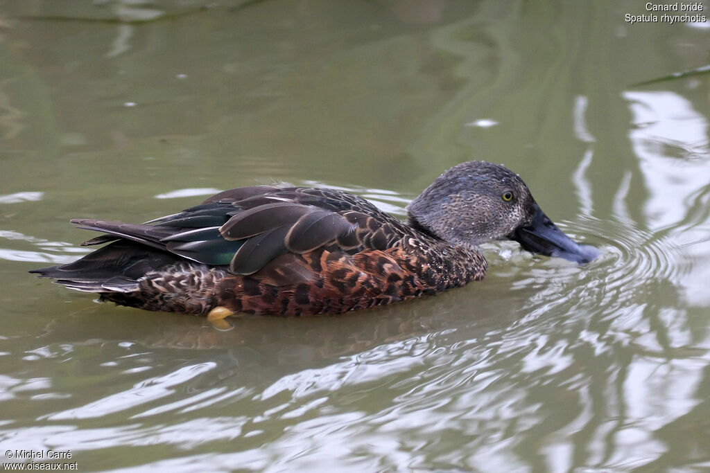 Canard bridé mâle adulte transition, pigmentation