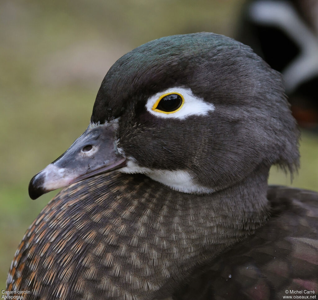 Canard carolin femelle adulte