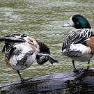 Canard de Chiloé