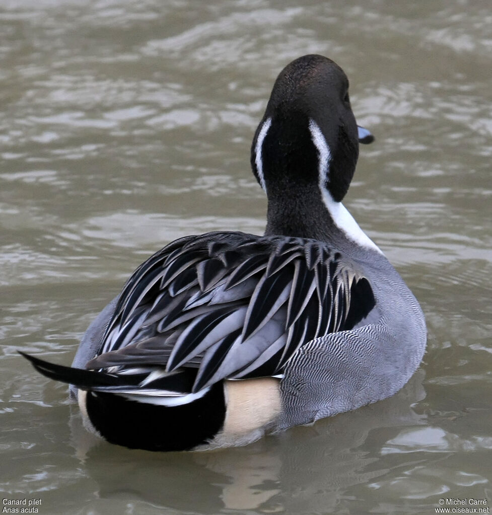 Canard pilet mâle adulte
