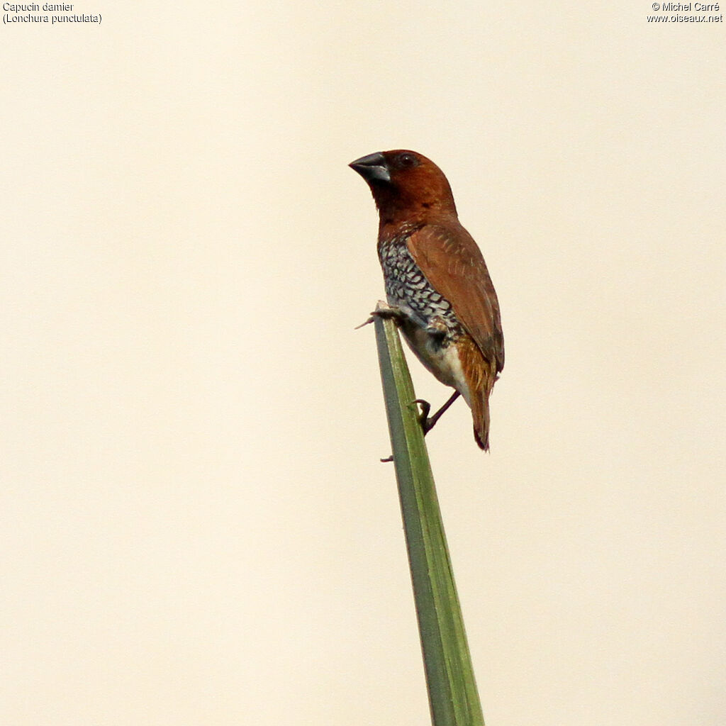 Capucin damieradulte, identification