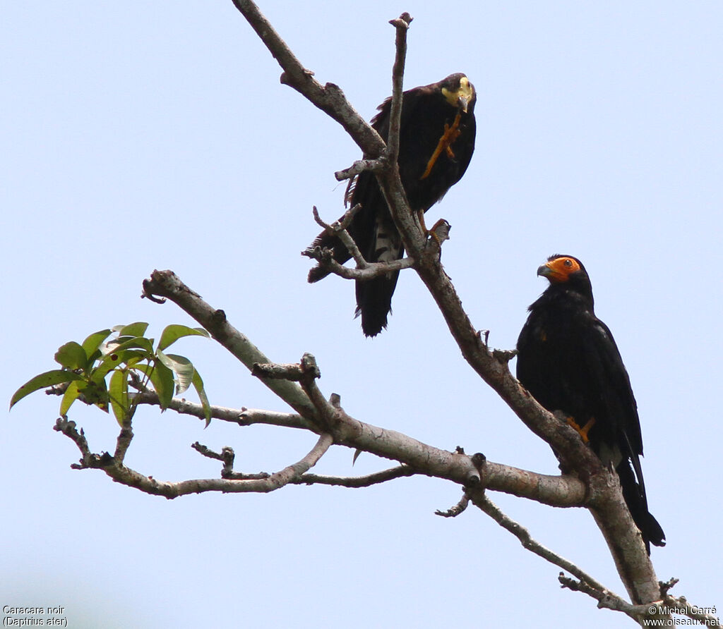 Black Caracara