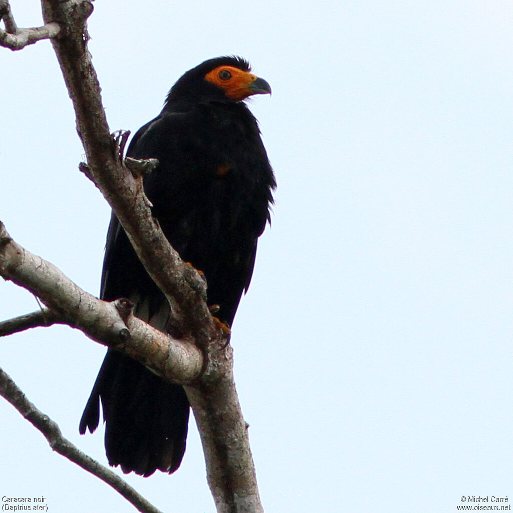 Caracara noiradulte