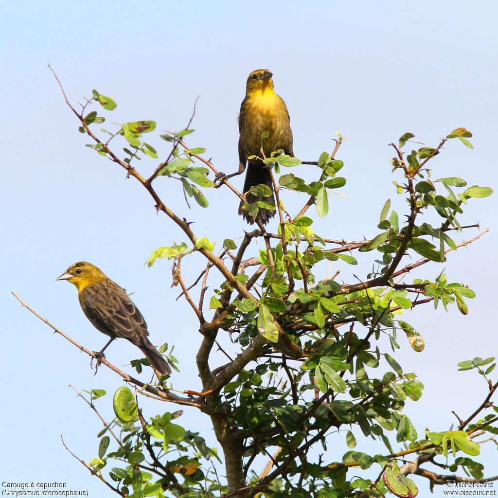 Yellow-hooded Blackbird female adult