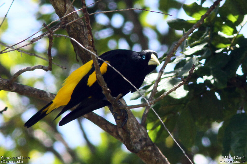 Yellow-rumped Caciqueadult