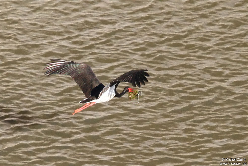 Cigogne noire, Vol