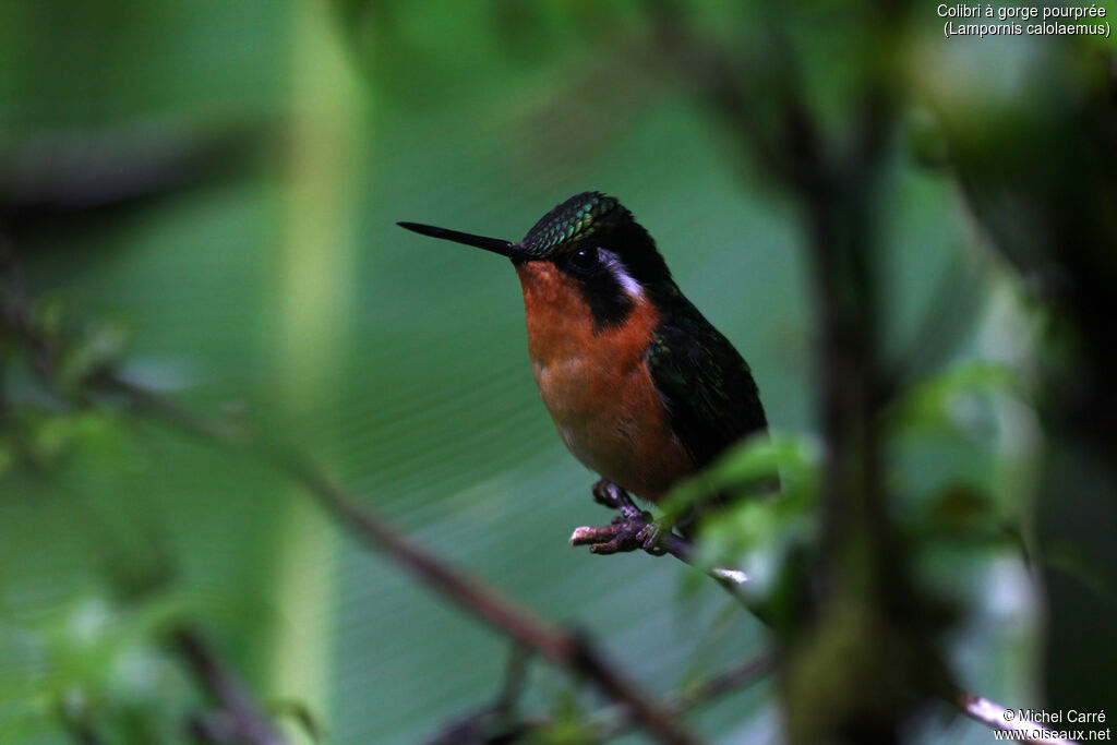 Purple-throated Mountaingem female adult