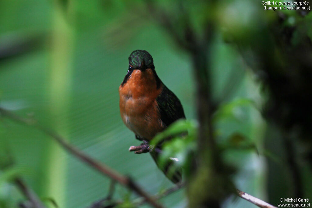 Colibri à gorge pourprée femelle adulte