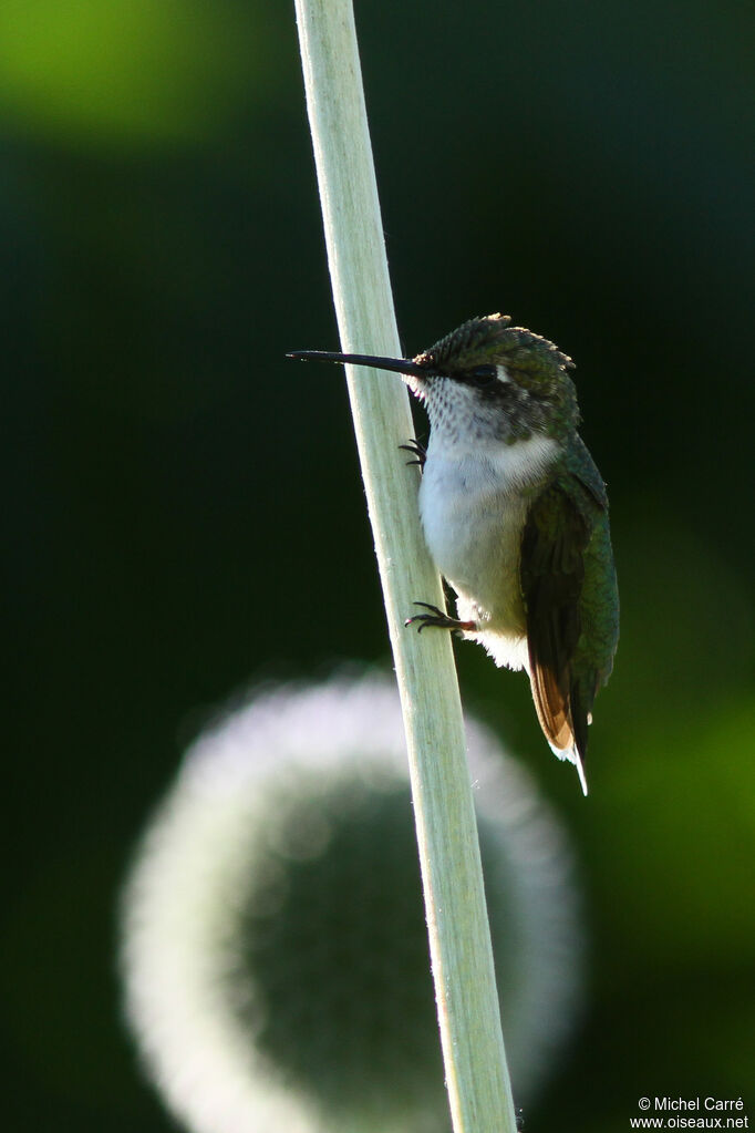 Colibri à gorge rubis femelle adulte