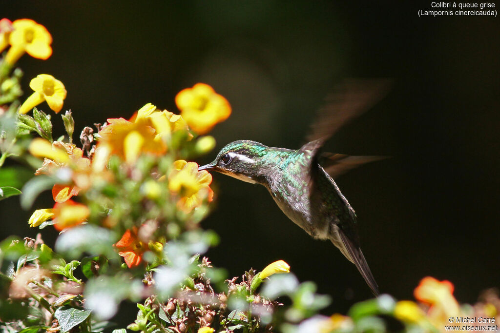 Colibri à queue grise mâle adulte