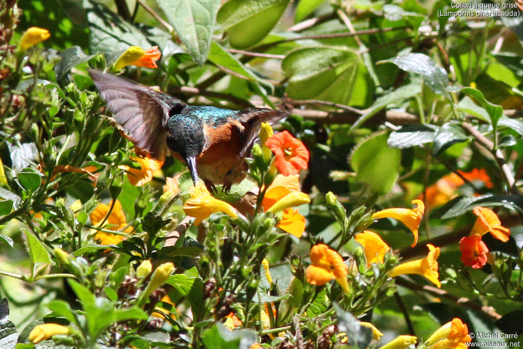 Colibri à queue grise femelle adulte