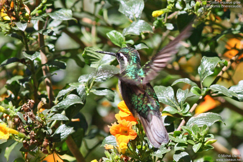 Colibri à queue grise mâle adulte