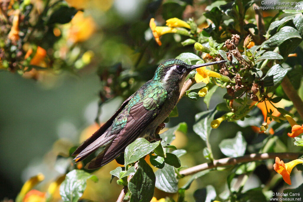 Colibri à queue grise mâle adulte