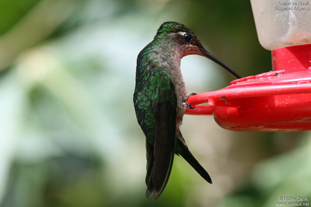 Colibri de Rivoli femelle adulte