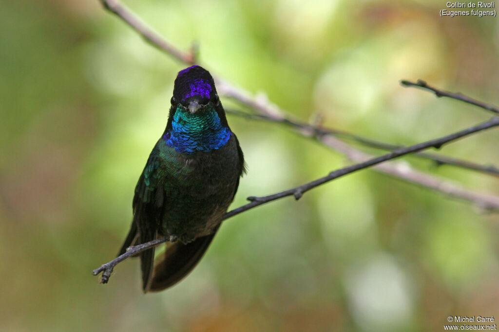 Colibri de Rivoli mâle adulte
