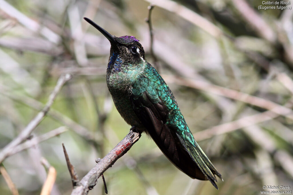 Colibri de Rivoli mâle adulte