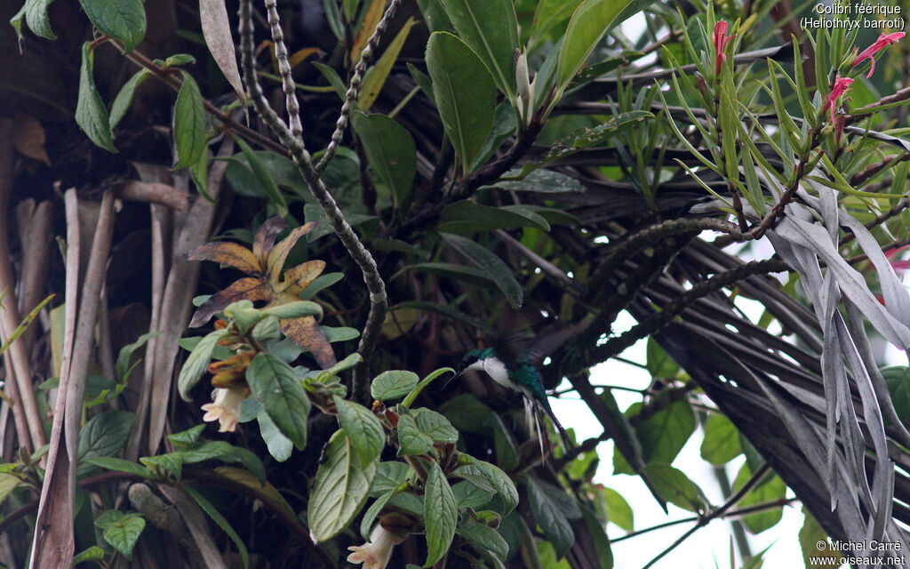 Colibri féérique