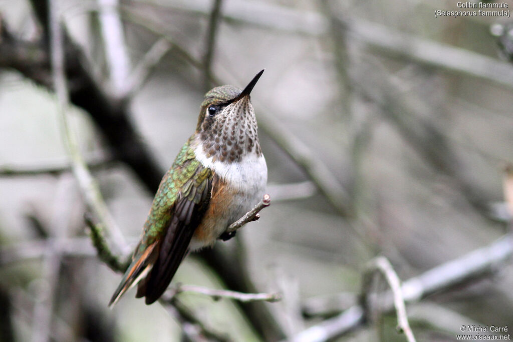 Volcano Hummingbird female adult