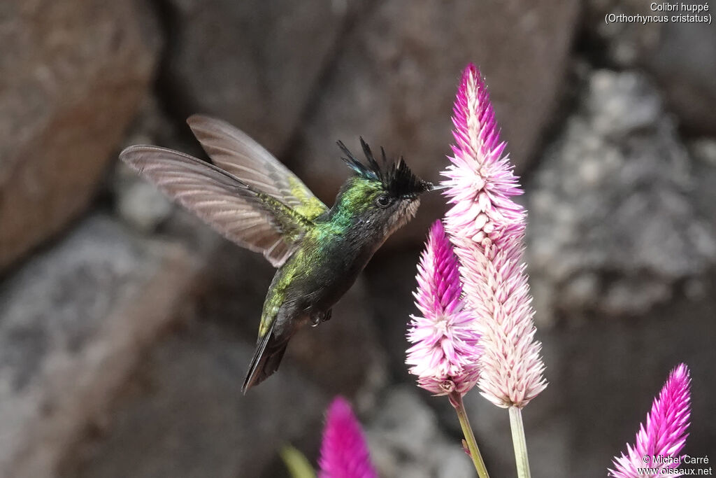 Colibri huppé mâle adulte
